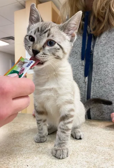 A cat tasting a treat